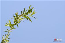 春分节气简介，春分日期计算公式
