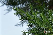 元宵节的民间故事,元宵节的民间故事有哪些 元宵节的民间故事,元宵节的民间故事有哪些