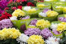 立春温馨经典祝福语,最新立春祝福语大全