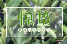 惊蛰出生的人好不好