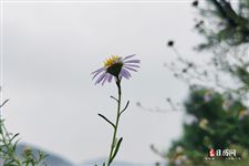 清明节是按阴历还是阳历 清明节是按阴历还是阳历