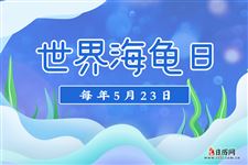 世界海龟日（每年5月23日）