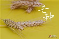 芒种的芒是什么意思