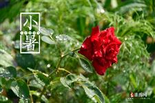 小暑已至|全国的气候有什么变化 小暑已至|全国的气候有什么变化