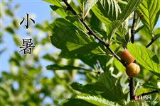 小暑开始进入三伏天了吗? 小暑开始进入三伏天了吗?