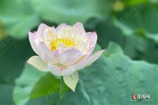 小暑时节这样穿衣服更凉快