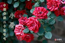 小暑种什么菜