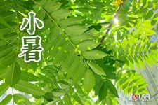 2020年小暑是哪一天 2020年小暑是哪一天