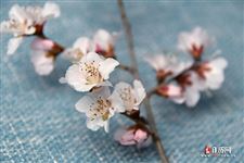 春分节气有什么讲究和忌讳? 春分节气有什么讲究和忌讳?