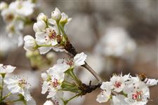 春分三候代表的花信 春分三候代表的花信