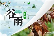 谷雨节气吃香椿寓意是什么