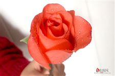 母亲节可以送玫瑰花吗