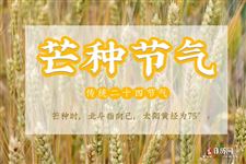 "芒种"时节农事忙,南方种稻北方收麦