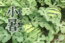 小暑吃什么传统食物?小暑吃什么水果好? 小暑吃什么传统食物?小暑吃什么水果好?