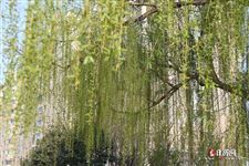 2021年建党100年阅兵吗