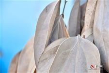 元旦的由来,元旦节由来 元旦的由来,元旦节由来