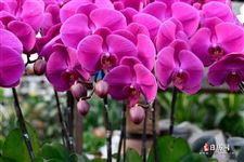 元旦节日祝福语简短，元旦祝语