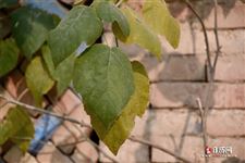 小寒民俗 小寒民俗