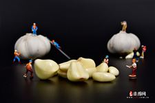 腊八蒜用陈醋还是白醋 腊八蒜用陈醋还是白醋