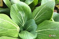立春前一个节气是什么