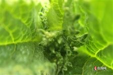 二十四节气表顺口溜