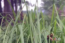 立春当天下雨好吗 立春当天下雨好吗