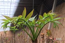 春节立春春分的区别
