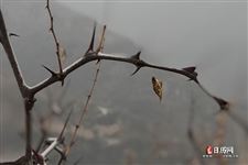 立春当天出生的人属相