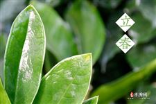 虚岁是以春节还是立春 虚岁是以春节还是立春