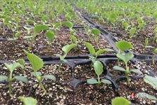 先立春还是先春节 先立春还是先春节