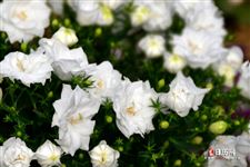 立春节气物候特点 立春节气物候特点