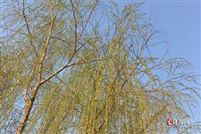 立春鸡蛋能立起来吗? 立春鸡蛋能立起来吗?