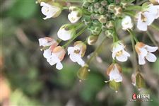 什么是立春节气 什么是立春节气