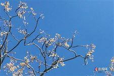 立春杜甫原文及翻译