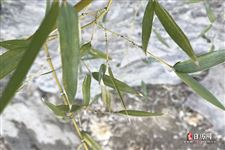 立春的由来与相关故事