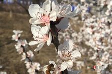 每年立春都是2月4日吗 每年立春都是2月4日吗