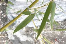 没有立春有什么说法 没有立春有什么说法