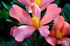 春节是立春前后