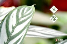 没立春就打雷什么情况