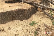 春季养肝的养生知识，养肝吃什么