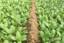 春季吃什么食物比较好