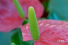 立春节气花信 立春节气花信