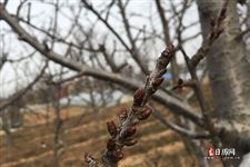 立春第二天叫什么日 立春第二天叫什么日