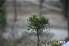 大年初八是什么日子