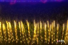 元宵节是什么时候过节的