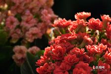2021年元宵节是农历哪一天 2021年元宵节是农历哪一天