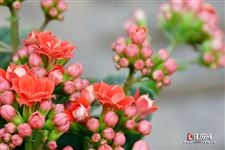 元宵节是什么节日是几月几日
