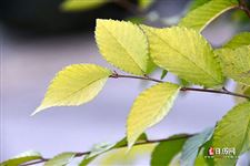 惊蛰节气的特点和风俗