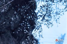 一年24节气顺口溜