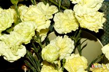 女神节是什么时候开始
